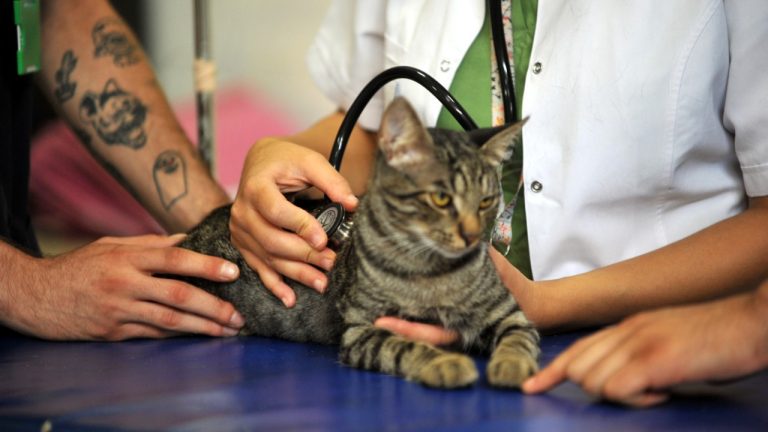 Karşıyaka Belediyesi: 2023’te 4 bin 250 can dost kısırlaştırıldı