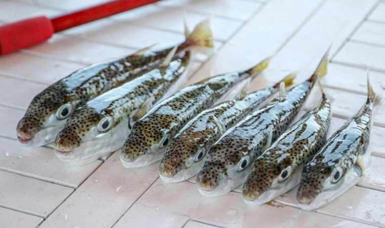 7 kişilik aile zehirlenmişti… Profesörden uyarı geldi: ‘1 miligram zehri bile öldürebilir!’