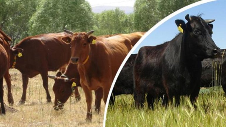 Bakanlık, yerli iki sığır ırkı için ıslah projesi başlattı