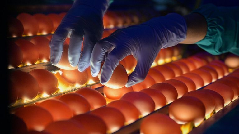 Beslediği tavuğun yumurtasını görünce korkup kaçtı