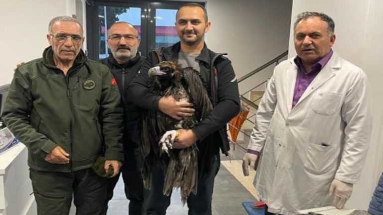 Bulgaristan’ın kara akbabası Kartal’a kondu: Koruma altına alındı