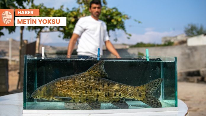 dunyanin-en-nadir-on-baligindan-biri-cizrede-bulundu-hdZmRLqy.jpg