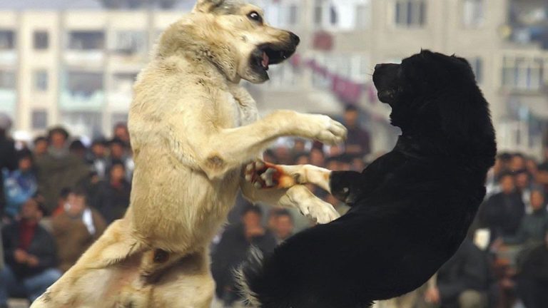 Maraş’ta köpek dövüştüren 12 kişiye 83 bin 400 lira ceza