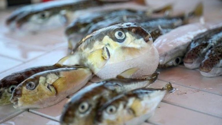 Prof. Dr. Turan’dan balon balığı uyarısı