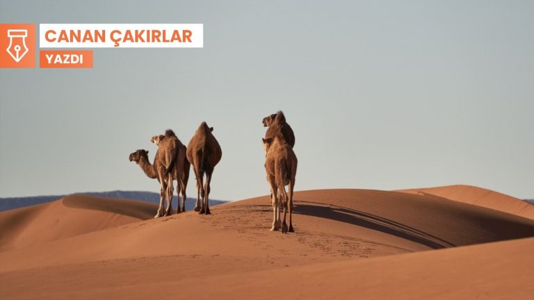 Demir Çağı’ndan günümüze biyopolitik araçlar olarak develer