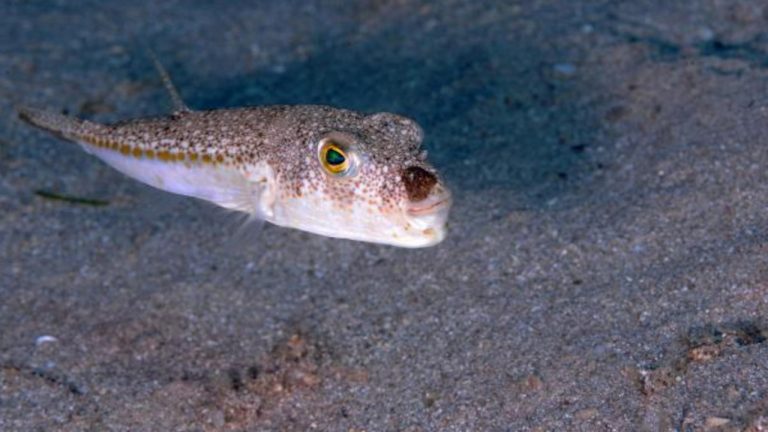 Balon balığı avlayanlara destek arttı: Tane başı 25 TL