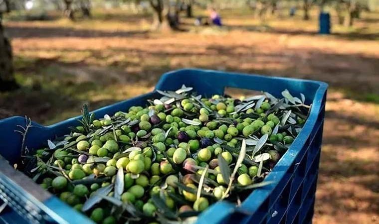Edincik zeytini koruma altına alındı: Coğrafi işaret aldı