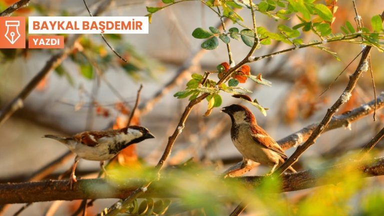 Kuşlar: Özgürlük imgesi, omlet malzemesi, bir dost sesi