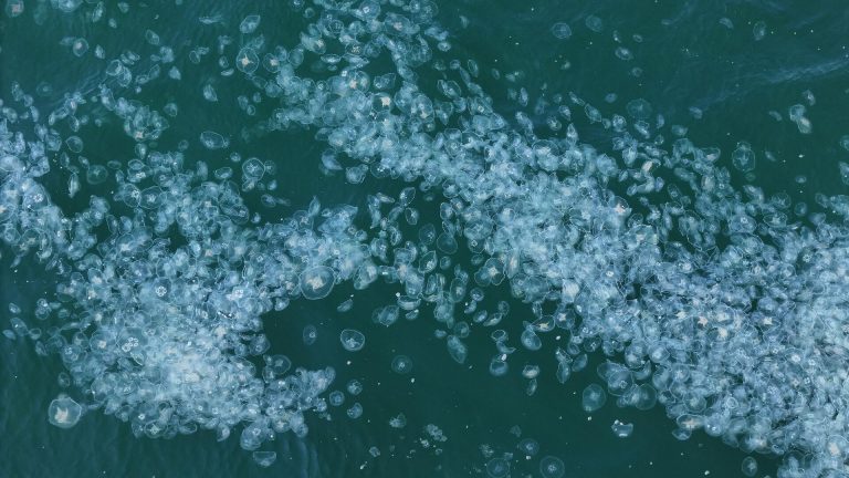 Marmara Denizi’nde denizanası istilası: Sarayburnu’ndan Bakırköy’e kadar uzanıyor