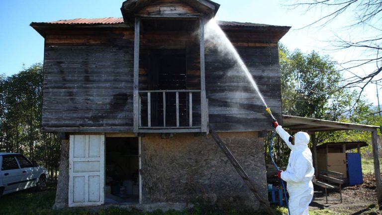 Ordu’da kahverengi kokarcalar için ilaçlama yapılıyor