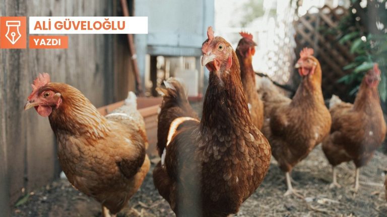 Pers Uyandırıcısı: Evcil tavuk ve horozlar