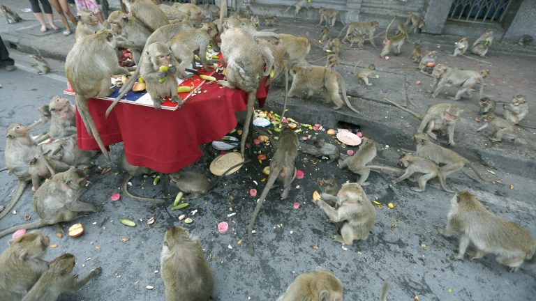 Tayland’da şehri istila eden maymunlar toplatılıyor