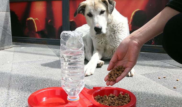 Türkiye Barolar Birliği, sokak hayvanlarının haklarını konuşacak