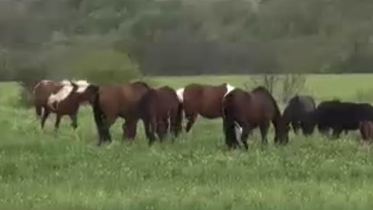 Besi çiftliğine zehirli et atıldı: Yiyen tüm canlılar öldü
