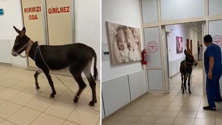 Emniyetten kaçan eşek acil servise girdi