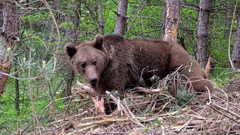 Gümüşhane’de ayılar lokantaya zarar verdi