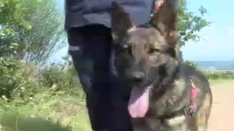 Korhan Berzeg’i arama çalışmalarına kadavra köpeği ‘Denek’ de katıldı