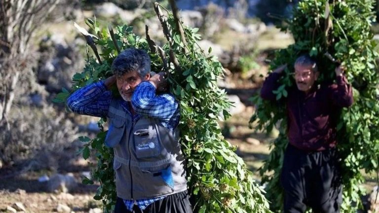Orman köylülerine sağlanan takviyelerle ilgili yeni düzenleme Resmi Gazete’de