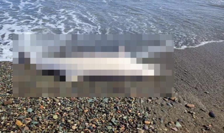 Sürmene’de sahile ölü yunus vurdu