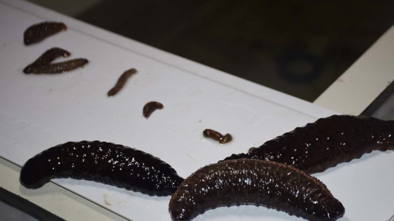 Ege Üniversitesi ticari deniz patlıcanı üretti