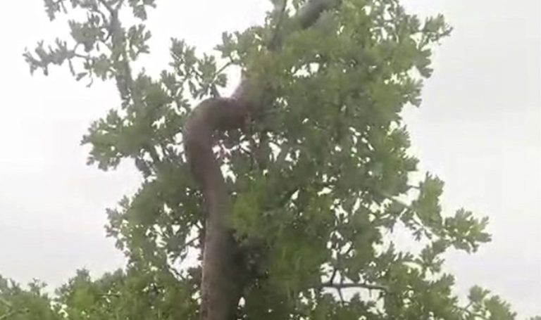 Elazığ’da ağaçta 2,5 metrelik yılan besici tarafından görüntülendi