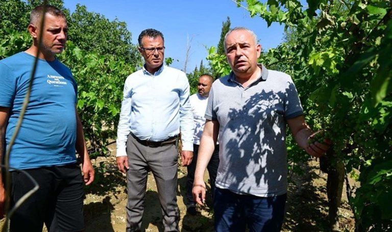 Alaşehir’deki dolunun bilançosu ortaya çıktı: 20 bin dekar üzüm bağı zarar gördü