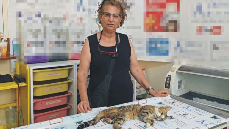 Bayram ziyaretinde yolda bulduğu yaralı kediyi tedavi ettirdi