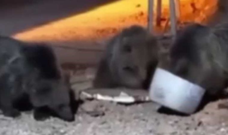 Hakkari’de tarlasına gitti: İki ayının saldırısına uğradı