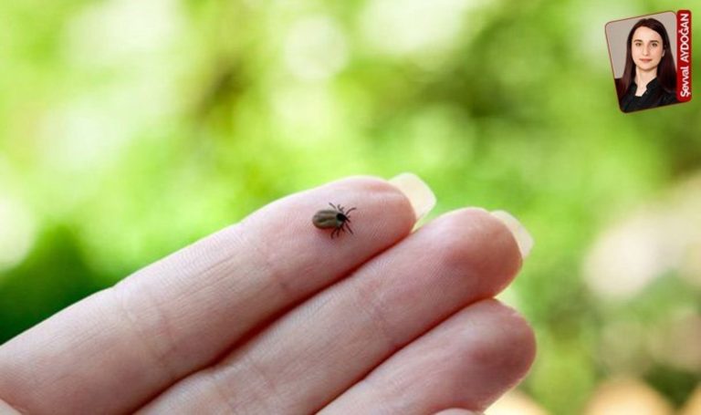 Havaların ısınmasıyla artan kene vakaları hakkında uzmanlar uyarılarda bulundu: 15 kişi yaşamını yitirdi