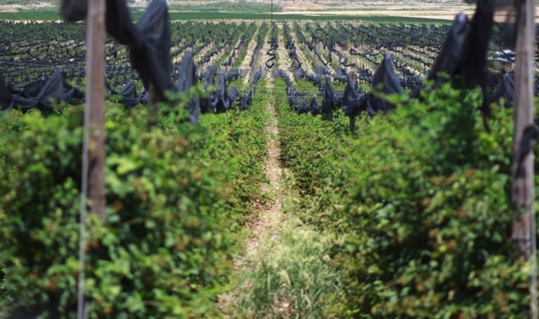 Kilosu 30 dolar! Siirt’te hasat resmen başladı: 14 çeşidi 16 ülkeye, suyu da 34 ülkeye ihraç ediliyor