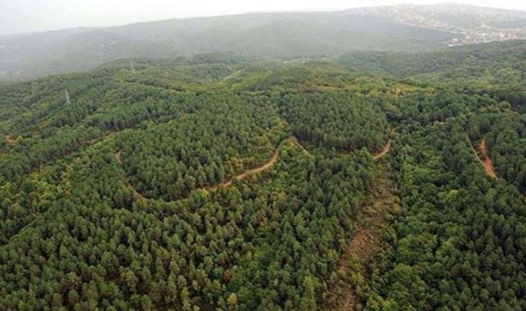 Sinop’ta ormanlık alanlara girişler 31 Ekim’e kadar yasaklandı