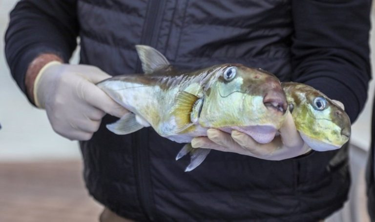 ‘Balon balığı avcıları’ Antalya’da 218 bin lira kazandı