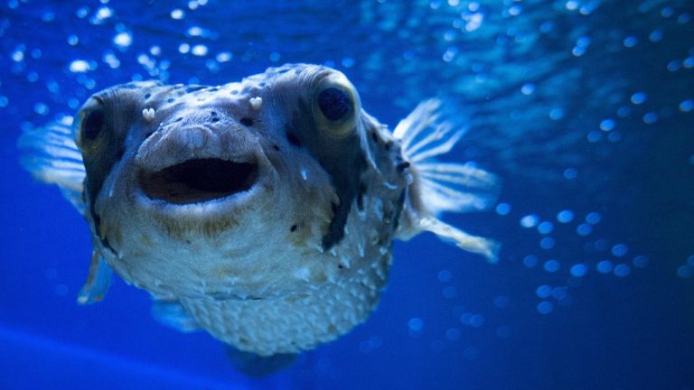 Balon balığı ile mücadele: 30 balıkçı 16 bin 552 balık avladı