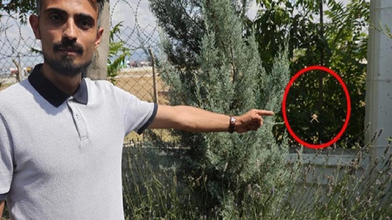 Dünyanın en zehirli örümceklerinden Loplu Örümcek Aksaray’da görüldü