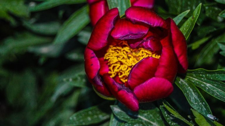 NASA açıkladı, evde ve ofisteki ruh halinizi bile etkiliyor: Havayı temizleyen bitkiler hangileri?