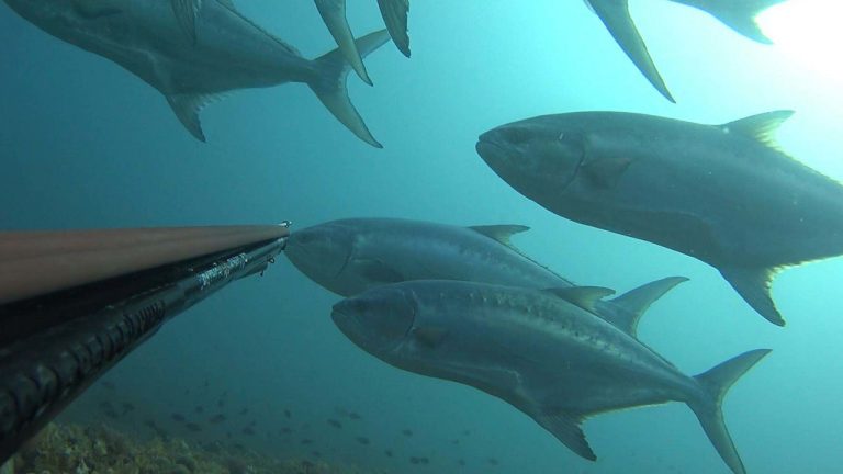 ‘Suda sıcaklık artıyor, yerli balık türleri azalıyor’