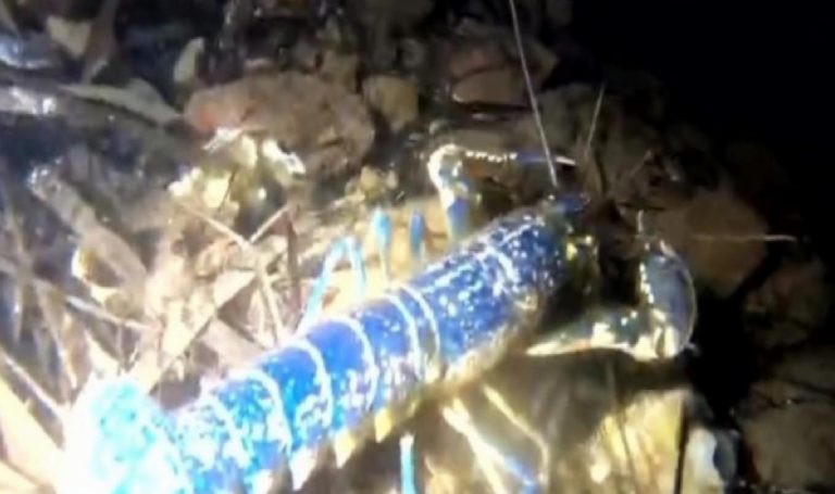 Az rastlanan ‘mavi ıstakoz’ Ayvalık’ta görüntülendi