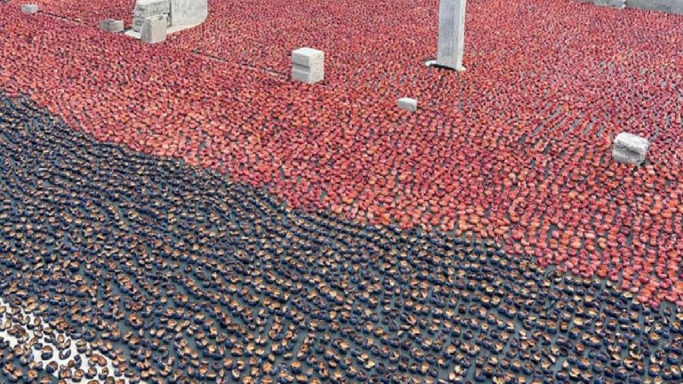 Bahçeli köyünde bu yıl 160 ton erik kurutuluyor