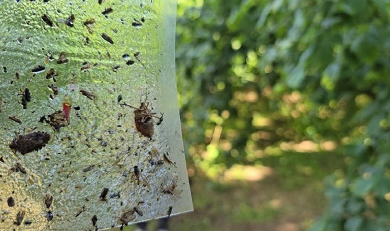 Bakanlıktan ‘istilacı kahverengi kokarca’ alarmı: 300 bin samuray arısı tabiata salınacak