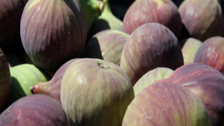 Bursa Siyahı’nın ihracat yolculuğu erken başladı