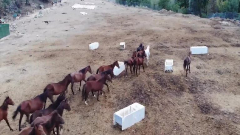 HAYDİKO Derneği’nden Yıldız: Sokak hayvanlarının çıkmayan sesi olalım
