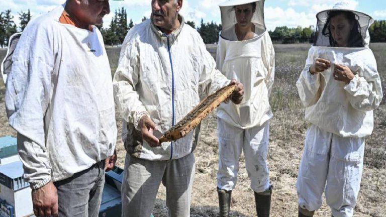 İstanbul’da arıcılar hasada başladı