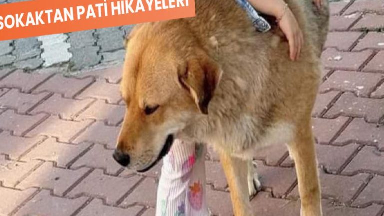 Joe’nun salladığı sevinç kuyruğu: Belediye aldı, mahalleli ayağa kalktı