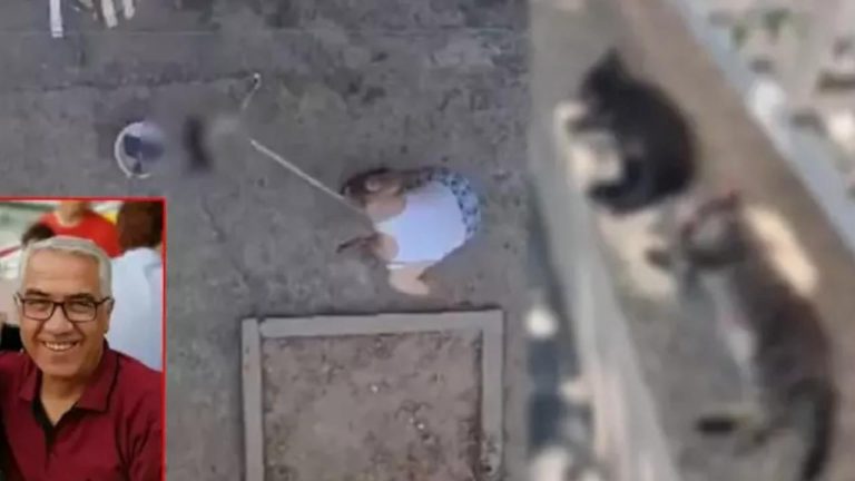 Manisa’da kedileri katleden şüpheli: Sinilerime hakim olamadım