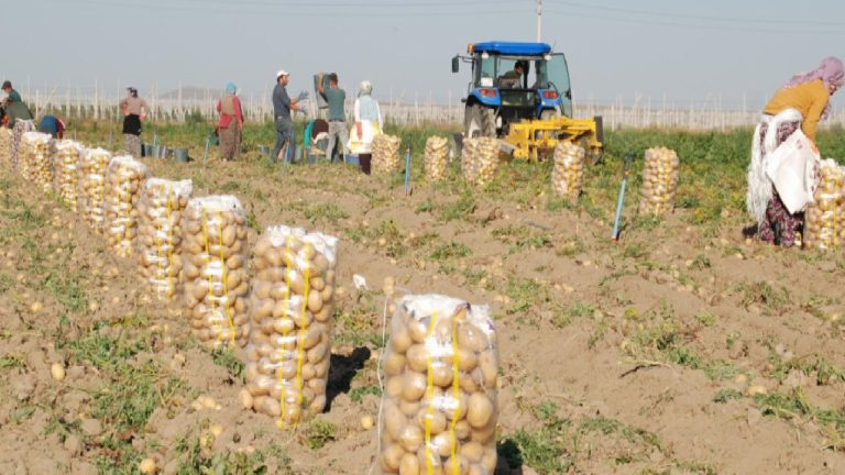 Niğde’de patatesin yüzde 90’ı ihraç ediliyor