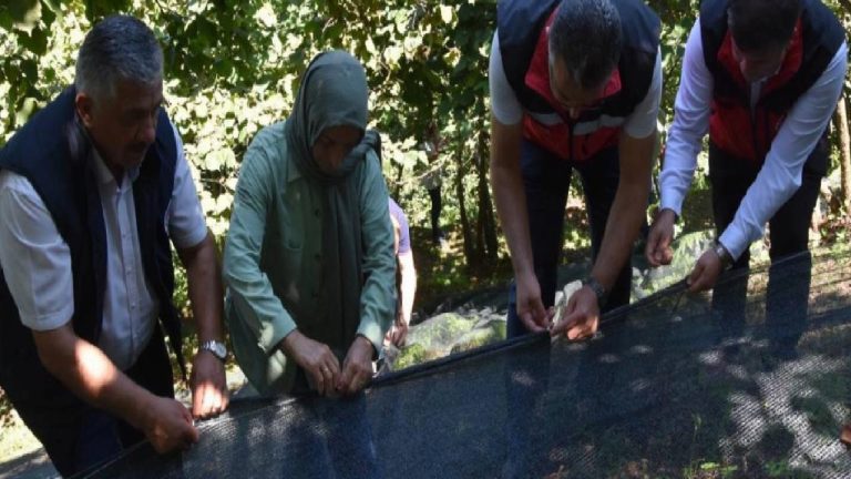 Ordu’da üreticiler fındık hasadına başladı