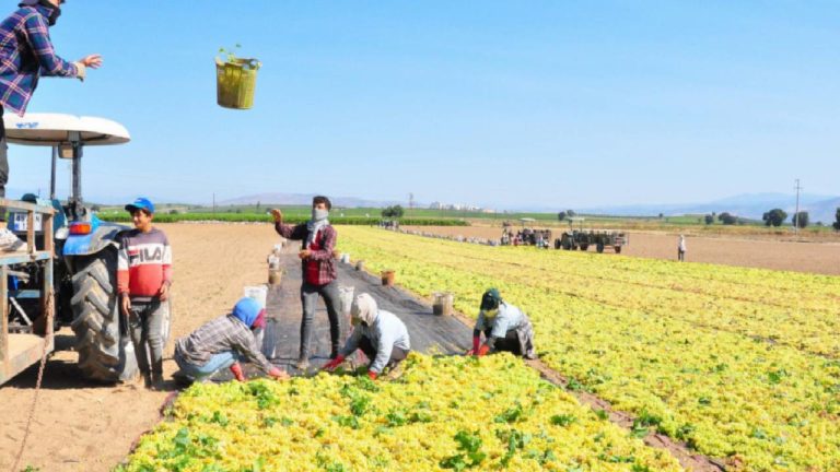 Sultaniye üzümünde hasat bitti sıra kurutmada