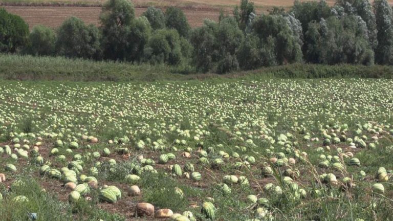 Tekirdağ’daki karpuzları dolu vurdu: ‘Toplaması daha maliyetli’
