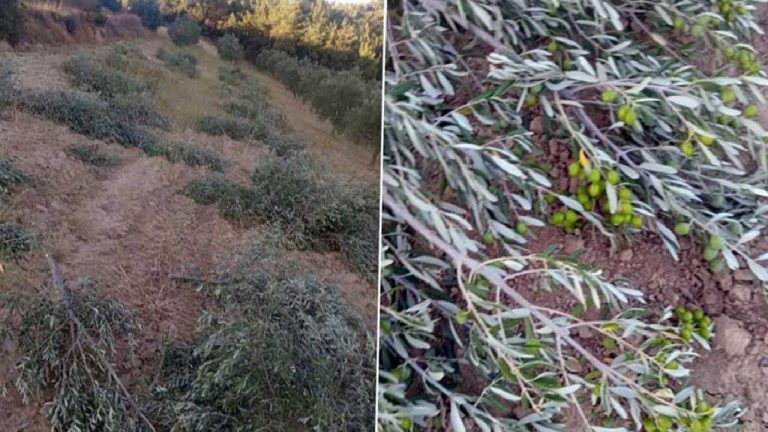 Zeytin ağaçlarını kesmesi için tutulan köylüler bin ağacı kurtardı: Vicdanım el vermedi
