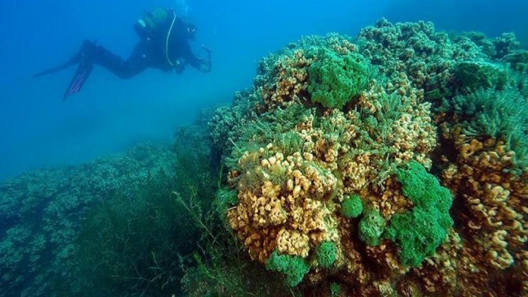 Deniz bilimciler 3 bin metrelik su altı dağı keşfetti: Daha önce görülmeyen deniz canlılarına ev sahipliği yapıyor